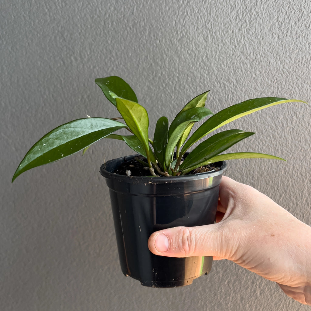 Cluster of Hoya minibelle leaves in hand with slim curved forms, faint silver markings and a clean green tone.