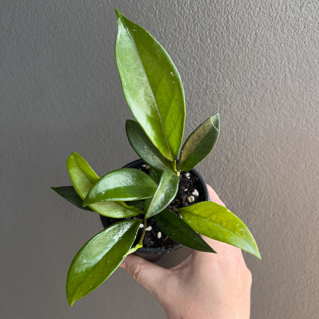 Hoya minibelle held close to the camera showing its petite lance shaped foliage and soft glossy texture.
