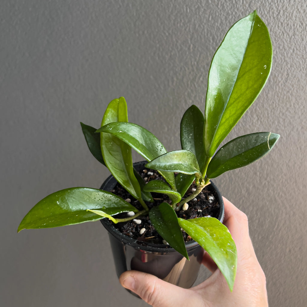 Hand holding a Hoya minibelle showing fine trailing stems with smooth narrow leaves catching natural light.