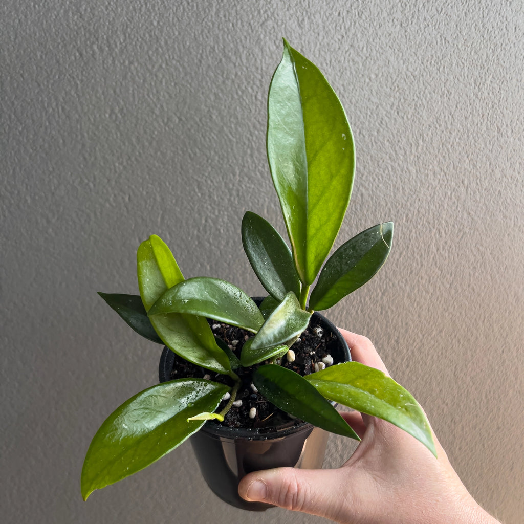 Hand holding a Hoya minibelle showing slender pointed leaves with soft silver flecking and a smooth semi glossy finish.