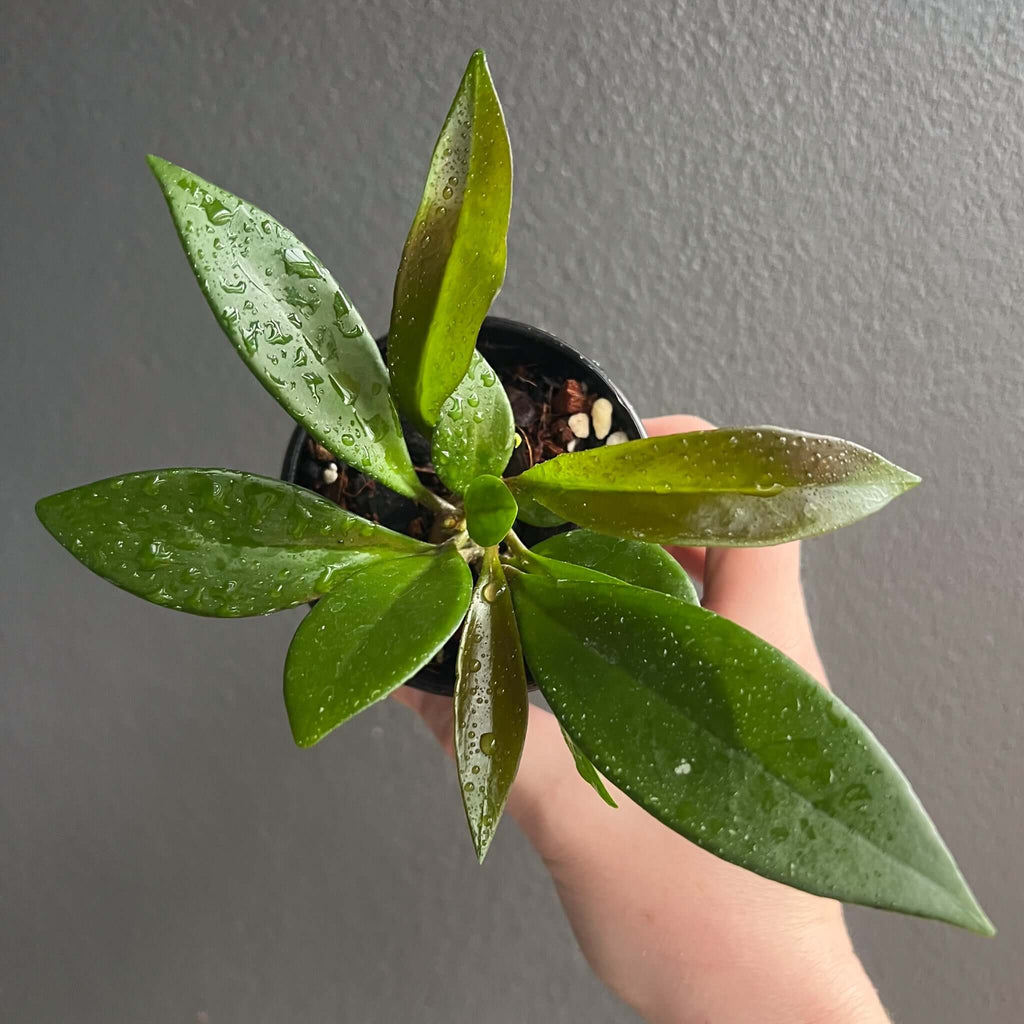 Hoya minibelle plant with lush, green leaves in a pot, showcasing its compact growth, perfect for indoor spaces. Chalet Boutique, Australia.