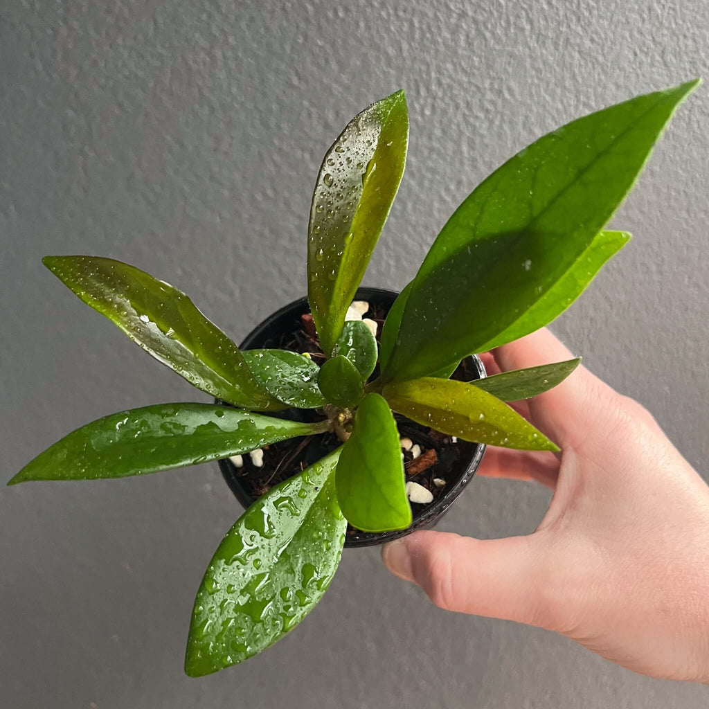 Hoya minibelle indoor plant with lush green leaves, suitable for small spaces, available at Chalet Boutique, Australia.