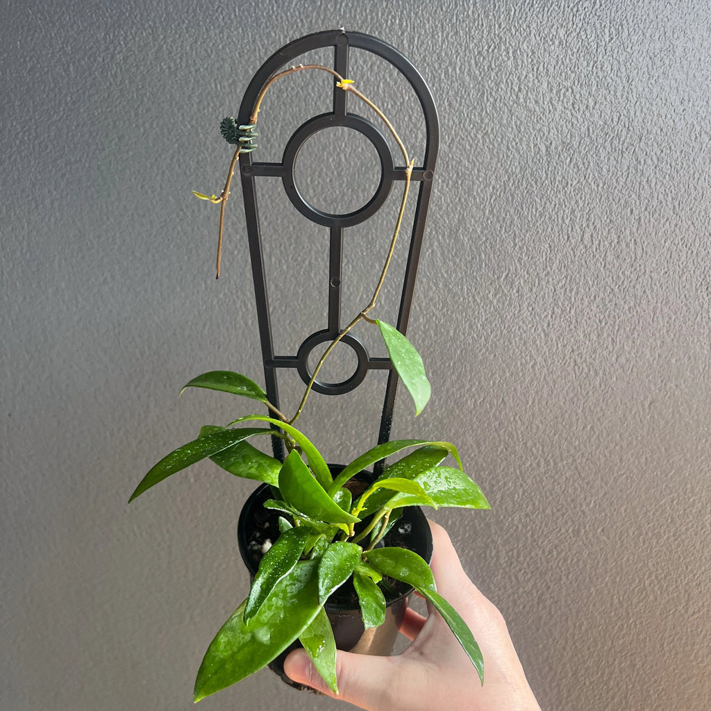 Hand holding a young Hoya Minibelle vine with slim speckled leaves and soft new growth. Rare indoor plant collectors Australia.