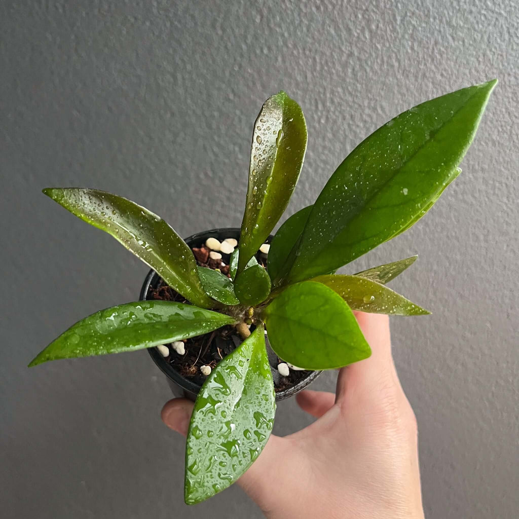 Hoya minibelle with lush green leaves in a pot, perfect for indoor gardening. Available at Chalet Boutique, Australia.