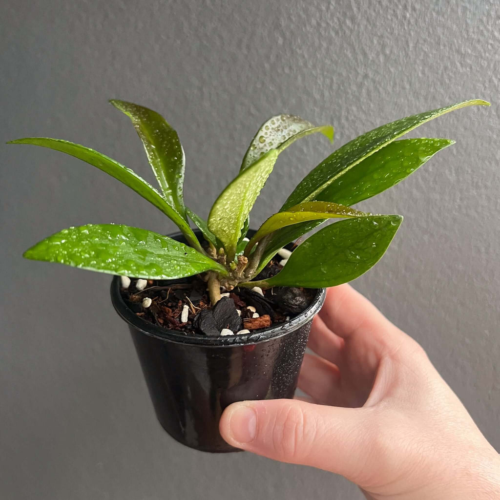 Hoya minibelle plant with vibrant green leaves in a black pot, perfect for indoor spaces. Buy rare plants online at Chalet Boutique, Australia.