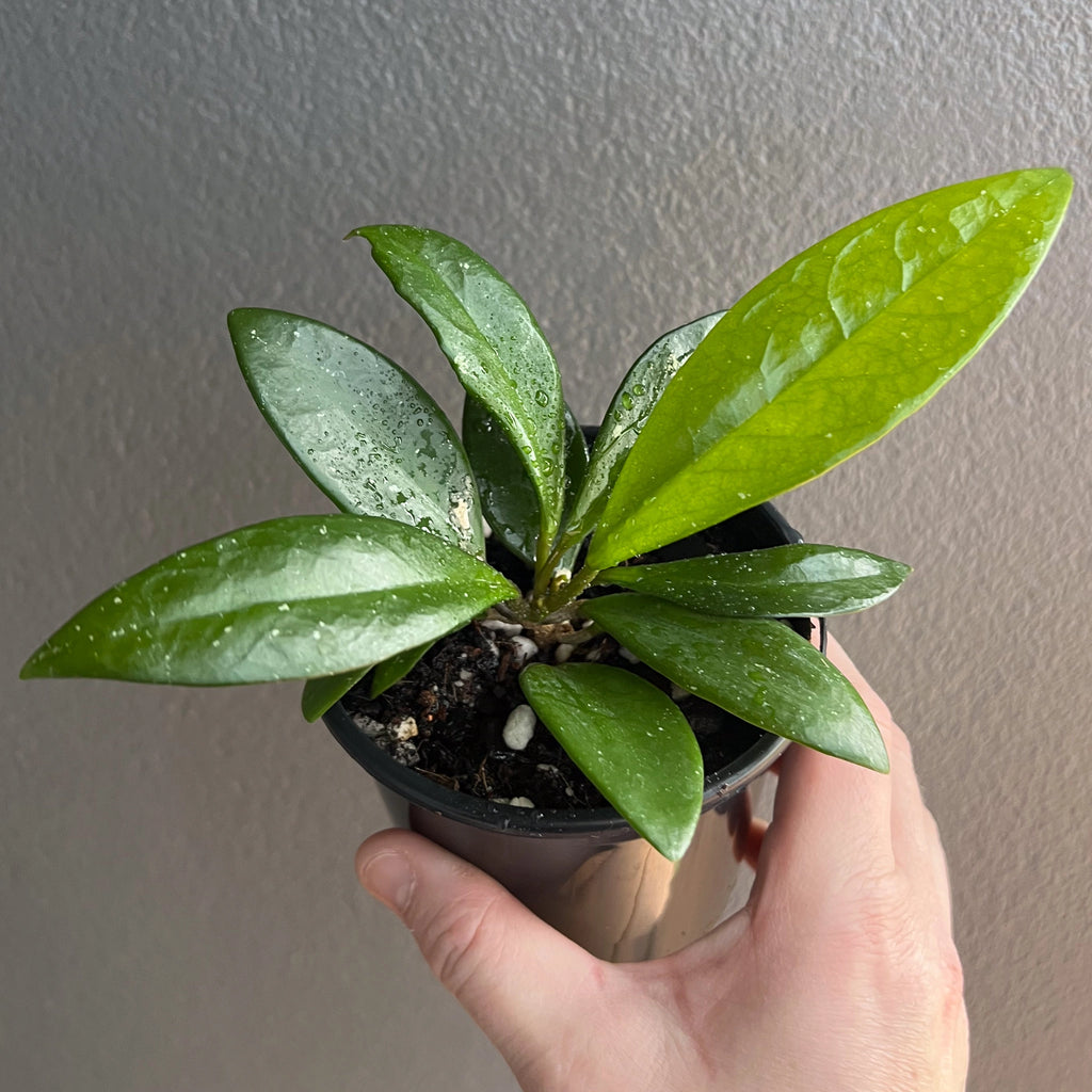 Person holding a potted Hoya Minibelle with compact vines and elongated speckled leaves. Trusted indoor plant shop Australia.