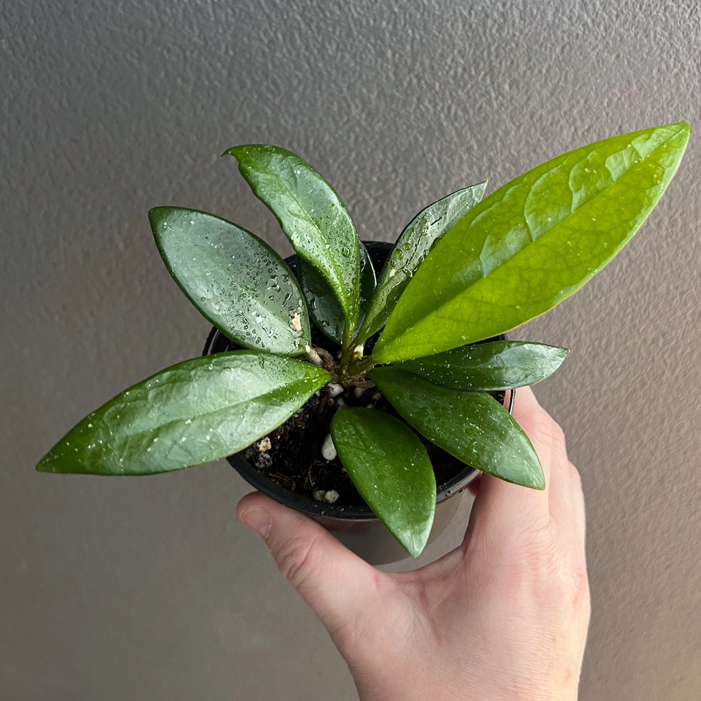 Side view of Hoya Minibelle held against a neutral background showing slim waxy leaves and trailing habit.