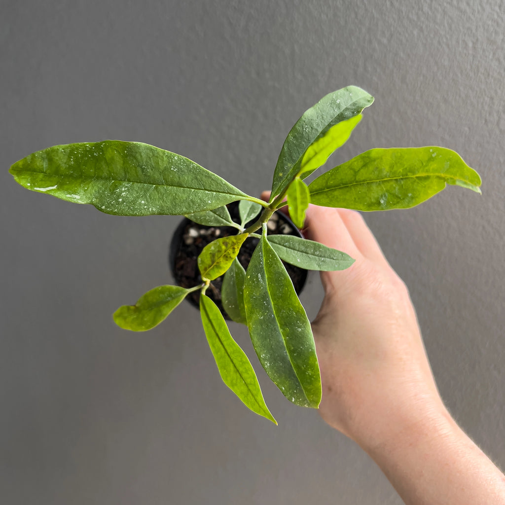 Hoya multiflora Java in a black nursery pot with clustered upright stems and sleek pointed leaves set against a neutral background.