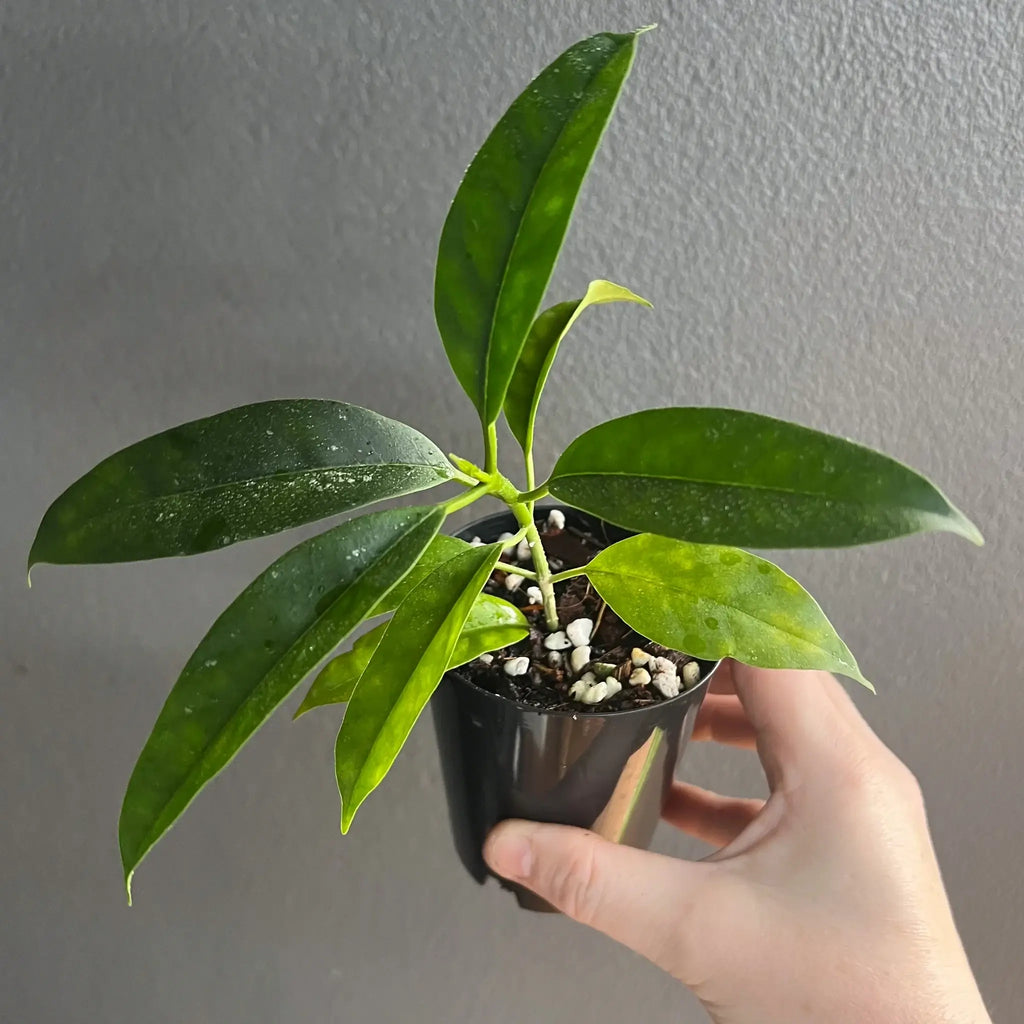 Hoya multiflora Java with dark green leaves in a 10cm pot, perfect for unique indoor plant enthusiasts. Chalet Boutique, Australia.