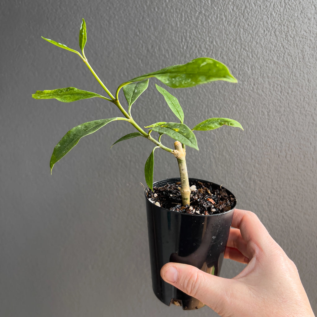 Close view of Hoya multiflora Java in hand highlighting the firm narrow foliage, clean midrib and fresh deep green tone.