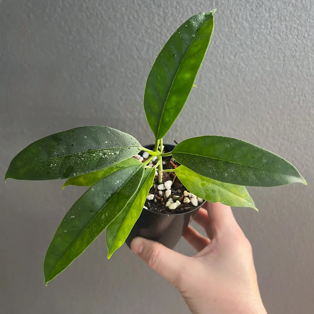 Hoya multiflora Java in a propagation pot showcasing vibrant green leaves, perfect for unique indoor plants. Chalet Boutique, Australia.