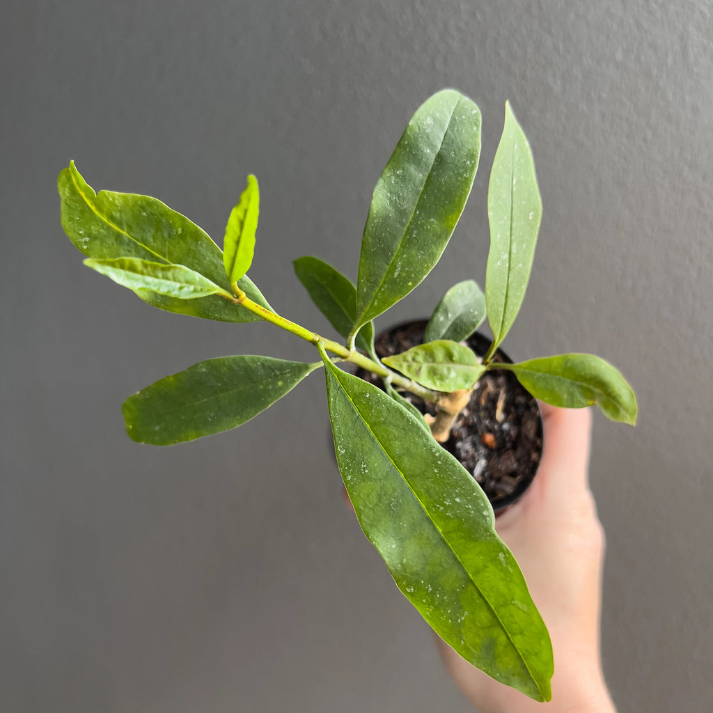 Hand holding a Hoya multiflora Java showing long lance shaped leaves with a smooth glossy finish and a tidy upright growth habit.