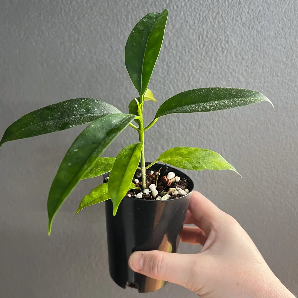 Hoya multiflora Java in a propagation pot, showcasing lush green leaves, available at Chalet Boutique, Australia.
