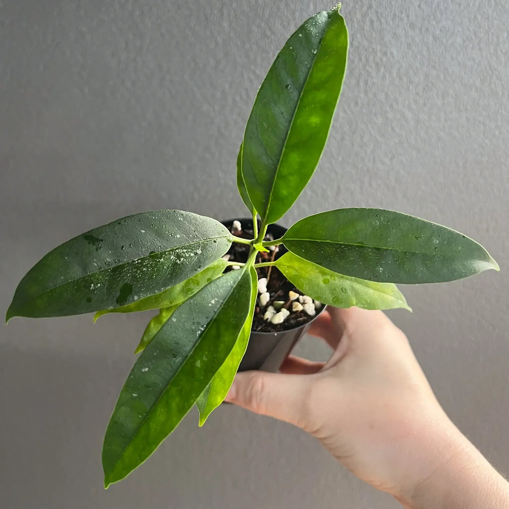Hoya multiflora Java in 10cm pot, showcasing dark green leaves with silver splashes, perfect for indoor plant lovers. Chalet Boutique, Australia.