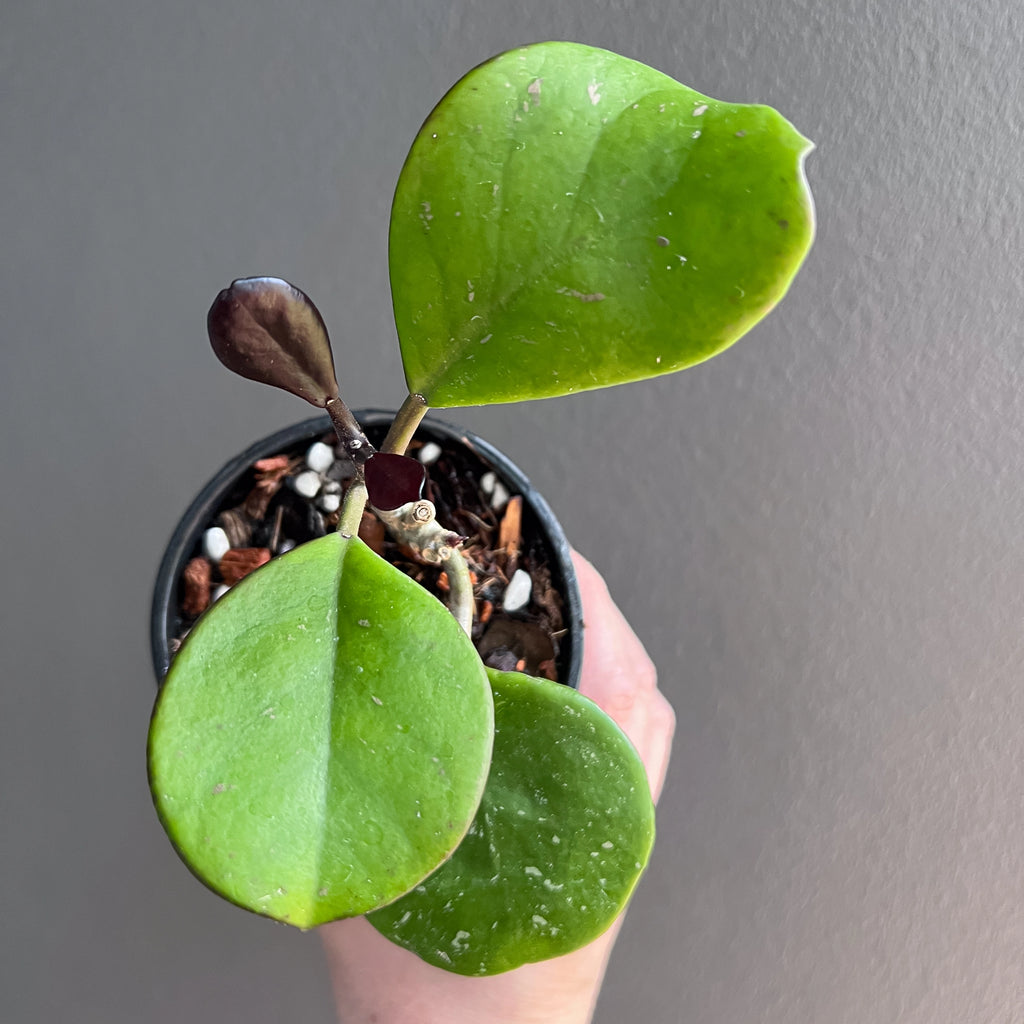 Close view of Hoya obovata chimera in hand showing the thick circular foliage. Rare indoor plant collectors Australia.