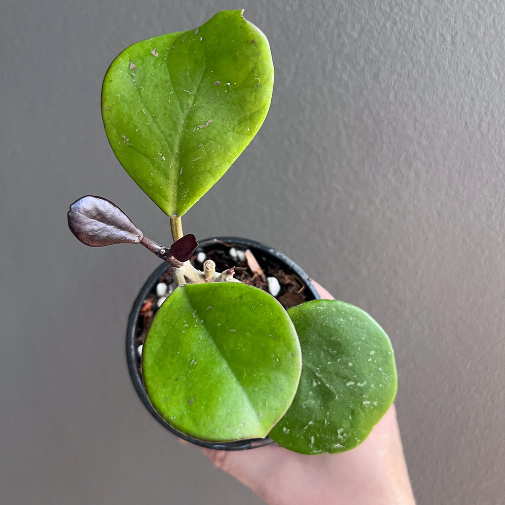 Hand holding a Hoya obovata chimera showing large round leaves and a smooth glossy finish. Rare indoor plant nursery Australia.