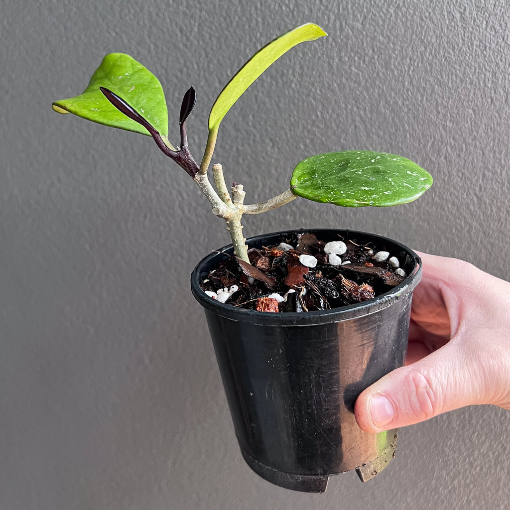 Hoya obovata chimera in a black nursery pot with trailing vines and distinct cream streaks running through the broad round leaves. Trusted indoor plant shop Australia.