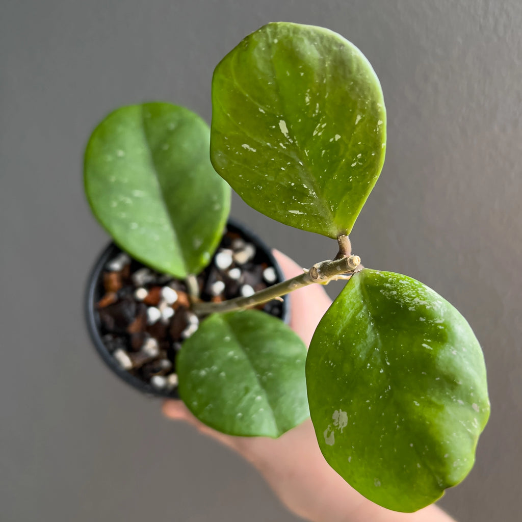 Hand holding a Hoya obovata showing the strong round form, deep green tone and scattered silver splash pattern. Trusted indoor plant shop Australia.