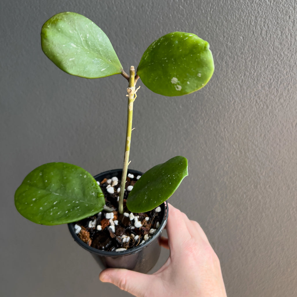 Close view of Hoya obovata leaves showing the heavy thickness and distinct round profile with soft silver markings. Rare indoor plant nursery Australia.