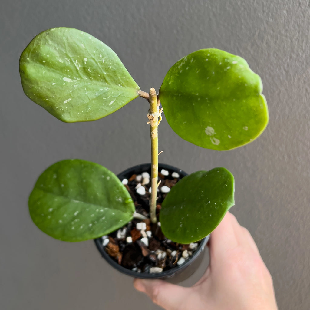 Hand holding a Hoya obovata with trailing vines and smooth glossy leaves that show subtle mottling in the light. Rare indoor plant collectors Australia.