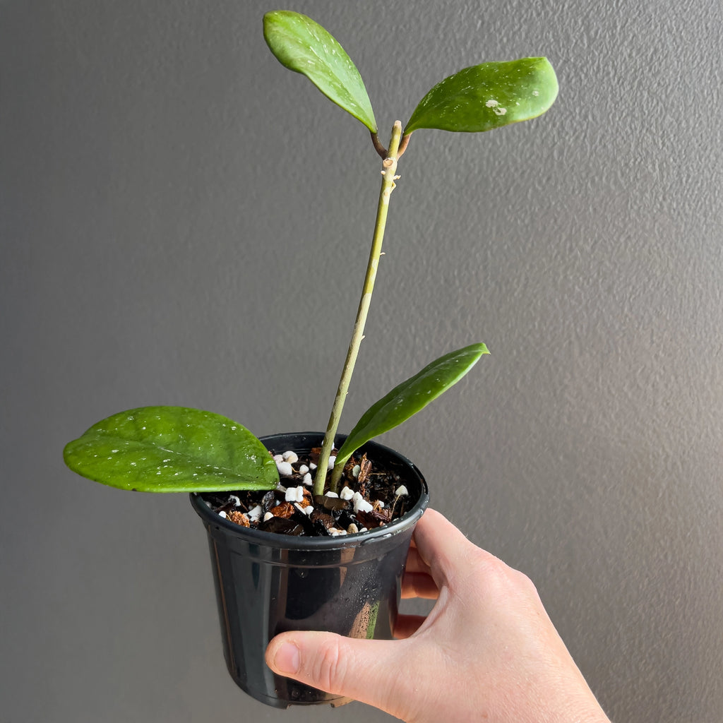 Hoya obovata in hand highlighting the plump leaf texture and clean circular shape with light speckling. Buy rare indoor plants online in Australia.