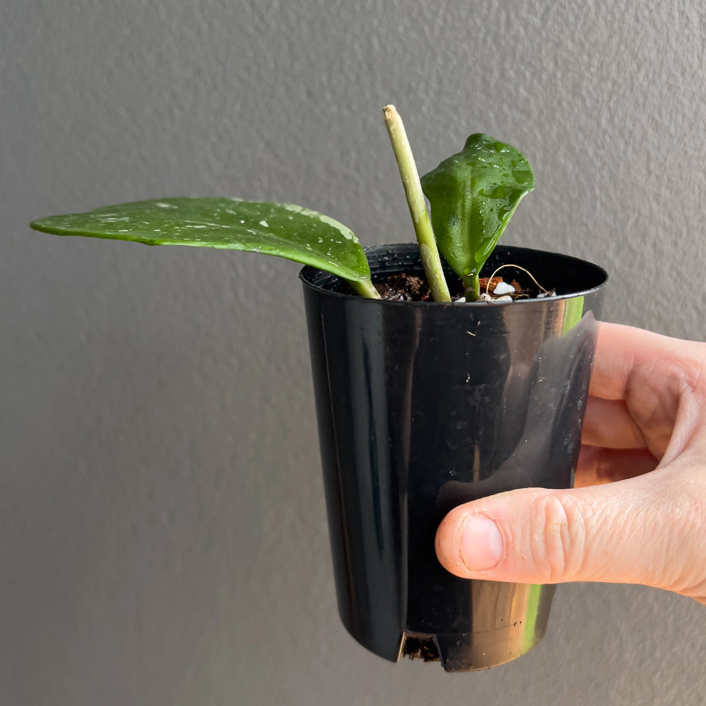 Hand holding a Hoya obovata showing its signature circular leaf form, gentle silver speckles and lush deep green colour. Buy rare indoor plants online in Australia.