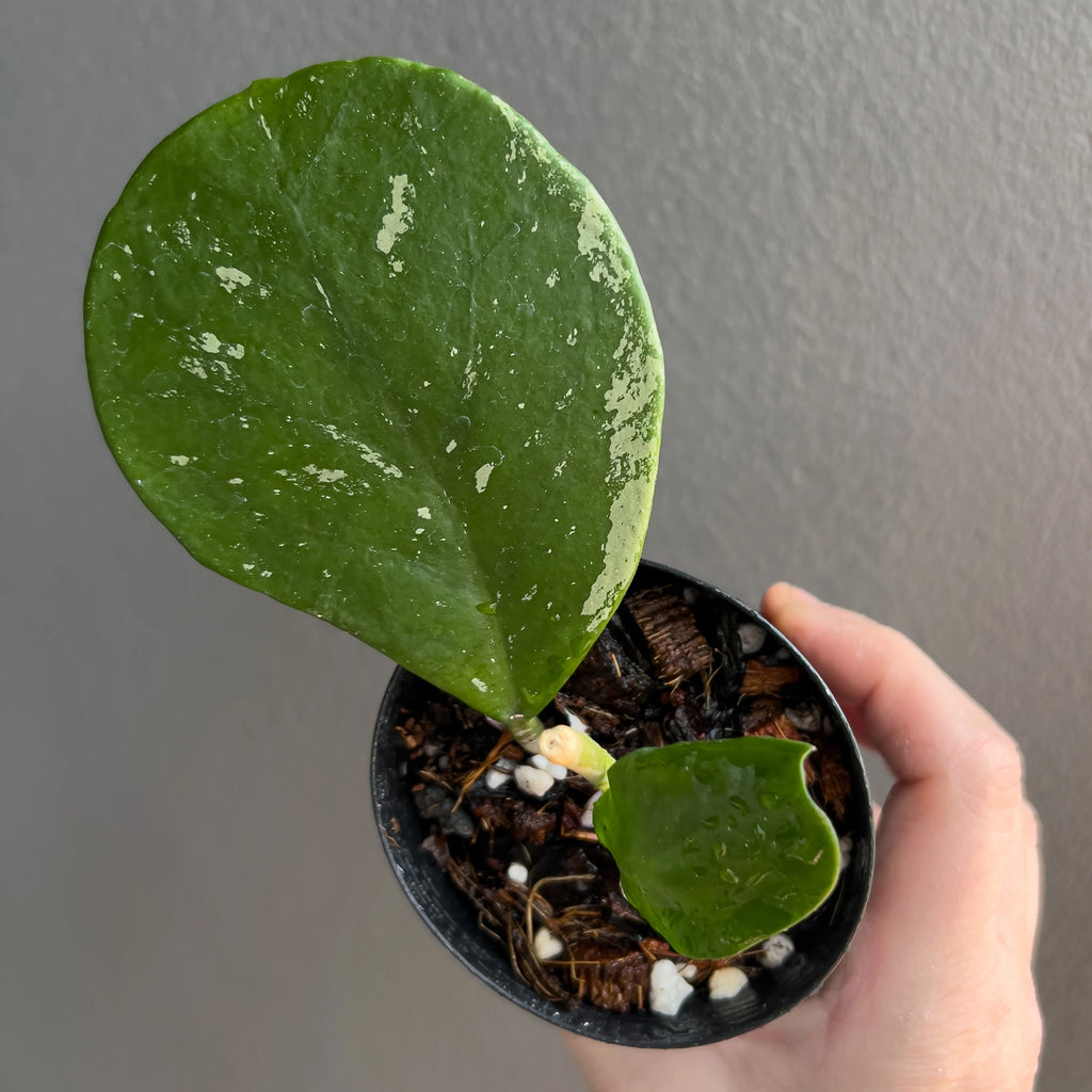 Hoya obovata in a black nursery pot with wide rounded leaves and firm structure presented against a simple neutral backdrop. Trusted indoor plant shop Australia.