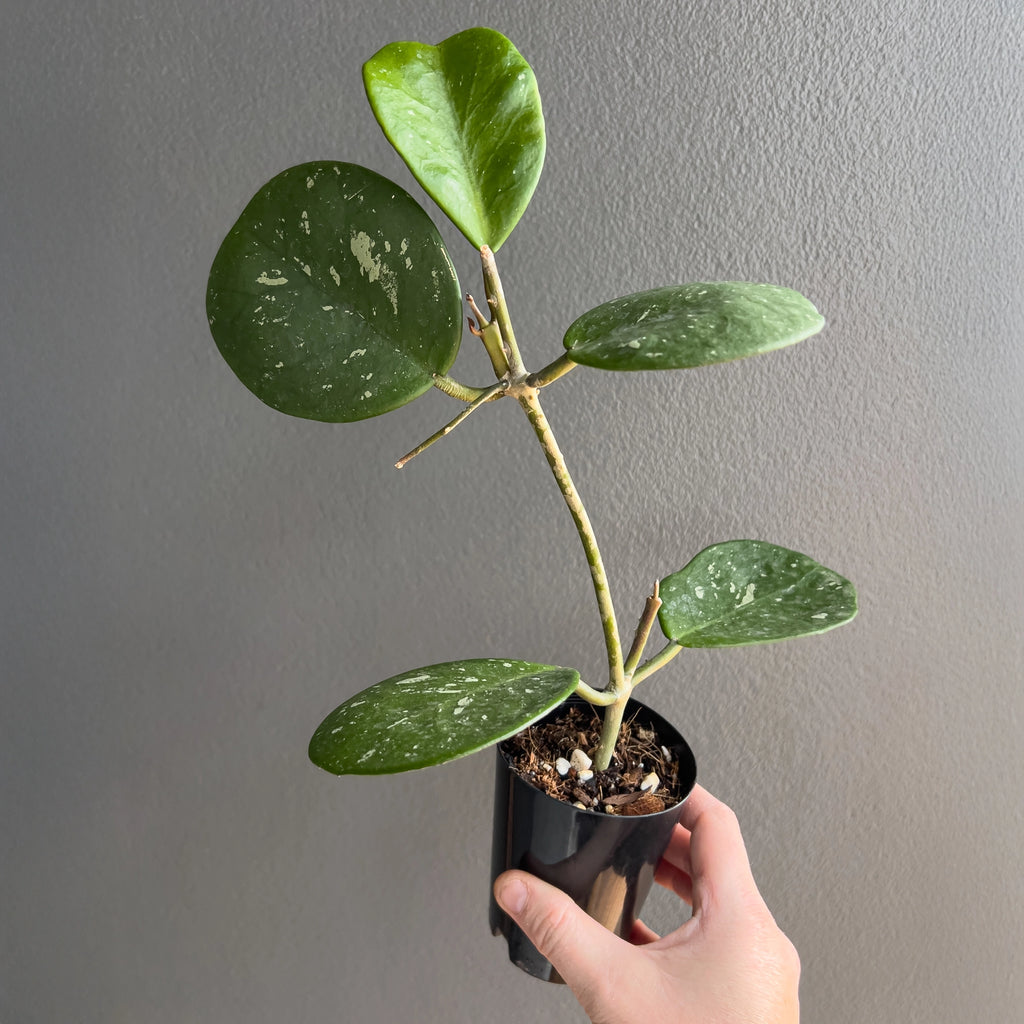 Hoya obovata held close to the camera showing the thick succulent style foliage and even silver spotting across the surface. Rare indoor plant collectors Australia.