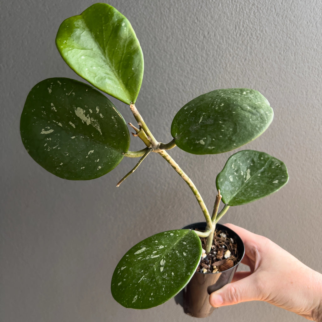 Cluster of Hoya obovata leaves in hand with broad circular shape, smooth edges and soft speckling under natural light. Rare indoor plant nursery Australia.