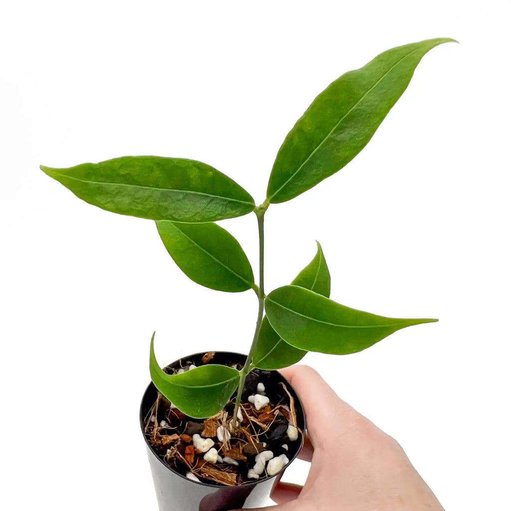 Hand holding Hoya odorata plant with glossy green leaves in a pot, perfect for indoor gardens. Chalet Boutique, Australia.