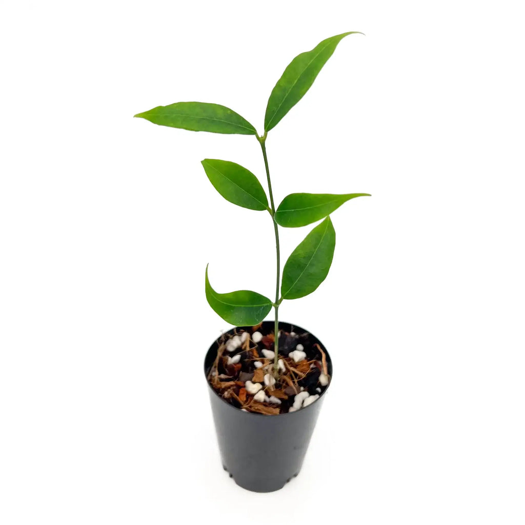 Hoya odorata plant in black pot with glossy green leaves, ideal for indoor spaces. Chalet Boutique, Australia.