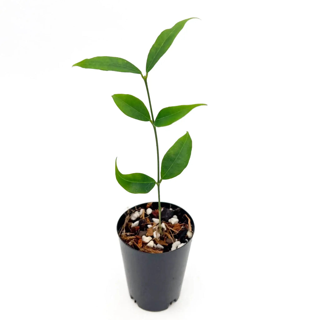 Young Hoya odorata plant in a pot, featuring glossy green leaves, available for purchase at Chalet Boutique, Australia.