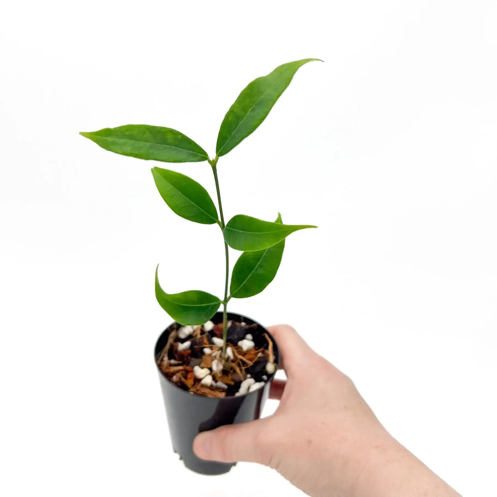 Healthy Hoya odorata plant in a black pot, ideal for indoor gardening. Buy rare plants online at Chalet Boutique, Australia.