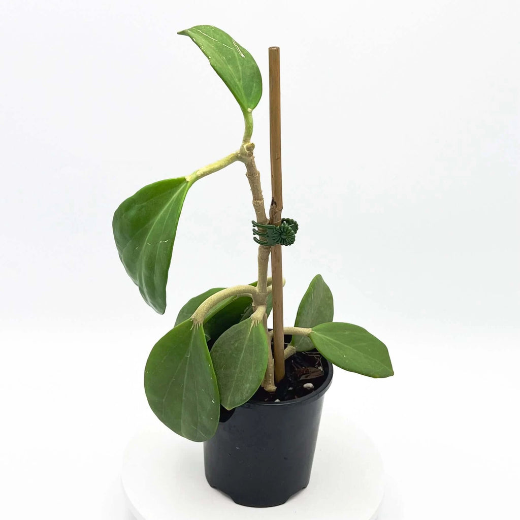 Hoya pachyclada | Indoor Plant | Chalet Boutique - Australia