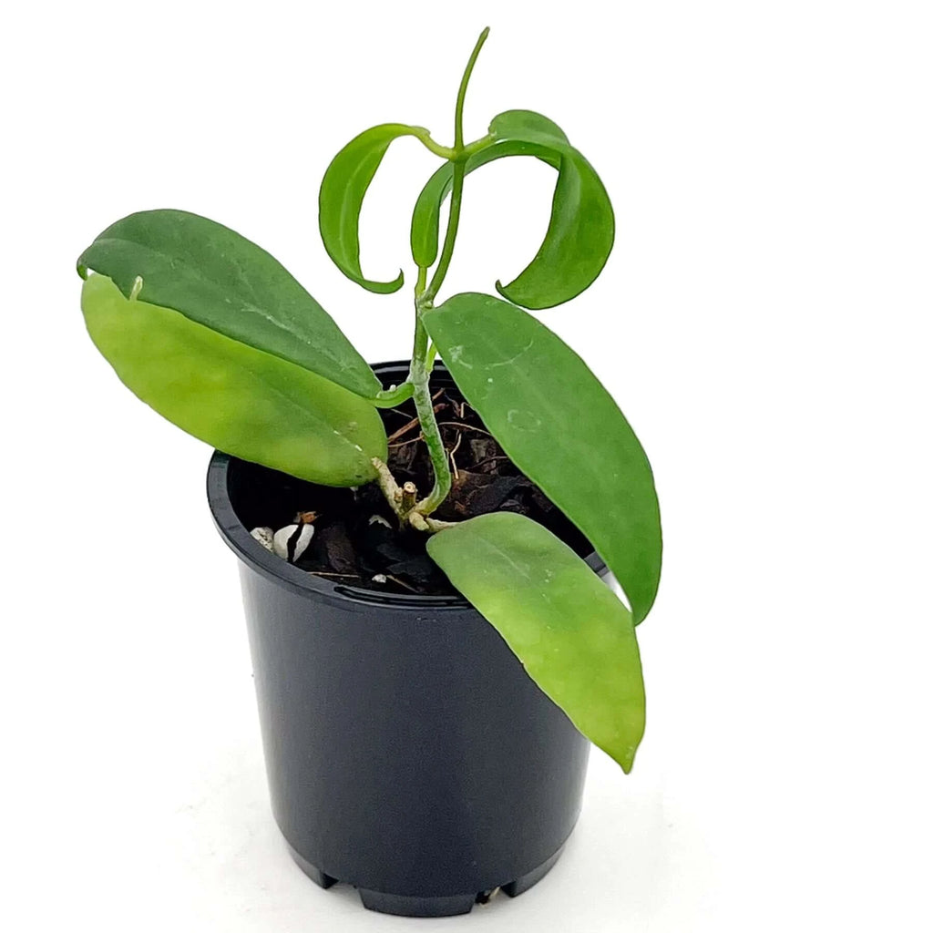 Hoya padangensis | Indoor Plant | Chalet Boutique - Australia