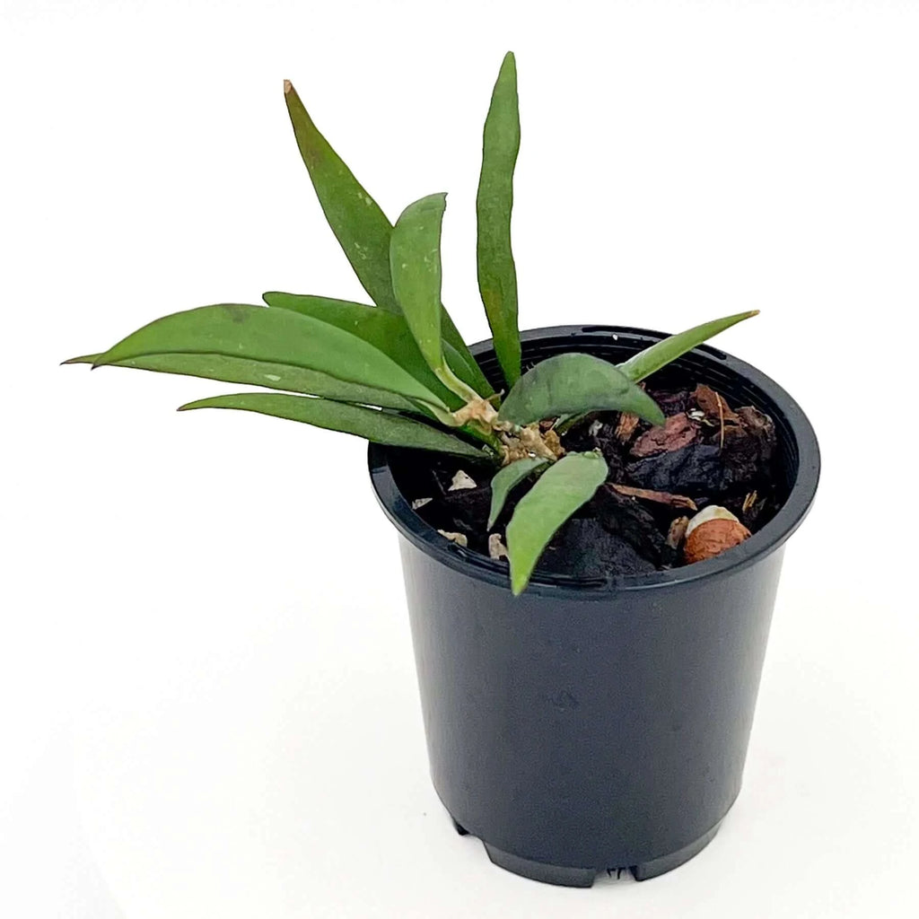 Hoya parviflora | Indoor Plant | Chalet Boutique - Australia