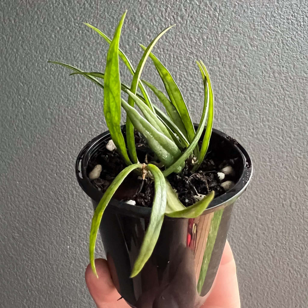Hoya Pauciflora in a black nursery pot, showcasing long narrow green leaves with silver specks. Chalet Boutique, Australia.