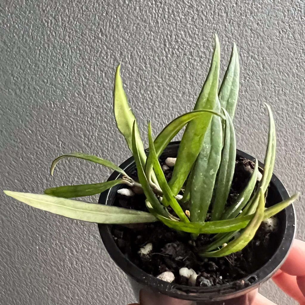 Hoya Pauciflora in 8cm pot, featuring long green leaves, perfect for indoor plant lovers. Chalet Boutique, Australia.