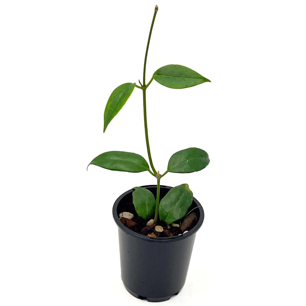 Hoya paziae | Indoor Plant | Chalet Boutique - Australia