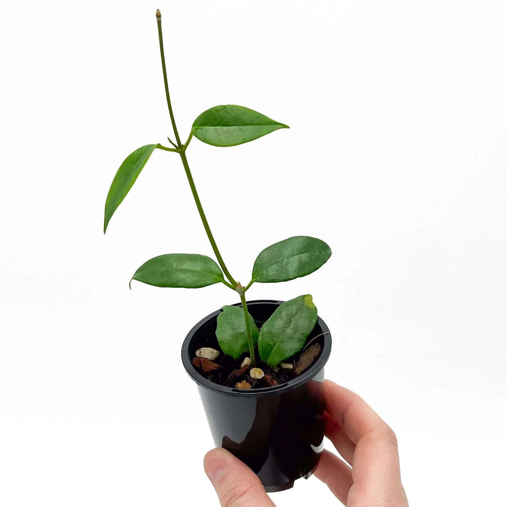 Hoya paziae plant in black pot held by a hand, showcasing its lush green leaves, ideal for indoor settings. Chalet Boutique, Australia.