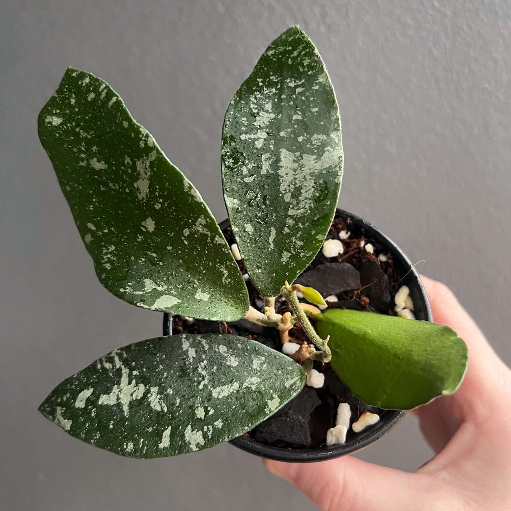 Hoya phuwuaensis plant with glossy dark green leaves and silvery splashes, showcasing rare indoor plants for sale, Chalet Boutique, Australia.