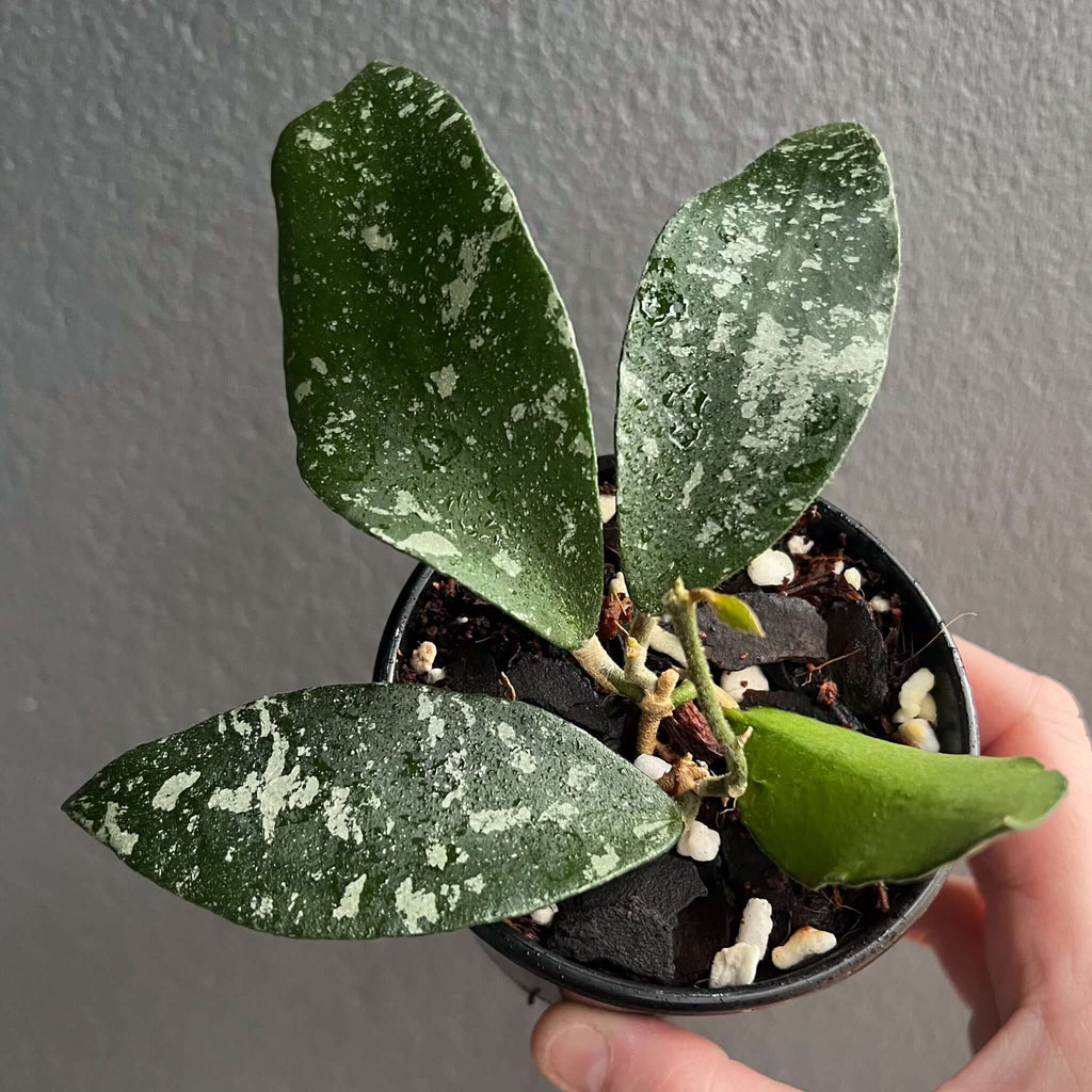 Hoya phuwuaensis with glossy dark green leaves and silvery splashes, perfect for indoor plant lovers. Chalet Boutique, Australia.