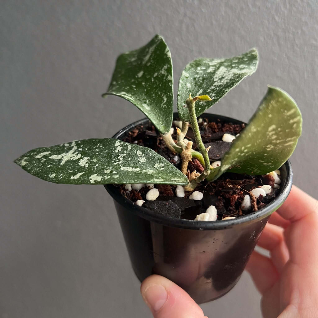 Hoya phuwuaensis in a black pot, featuring glossy, variegated leaves. Buy rare plants online at Chalet Boutique, Australia.