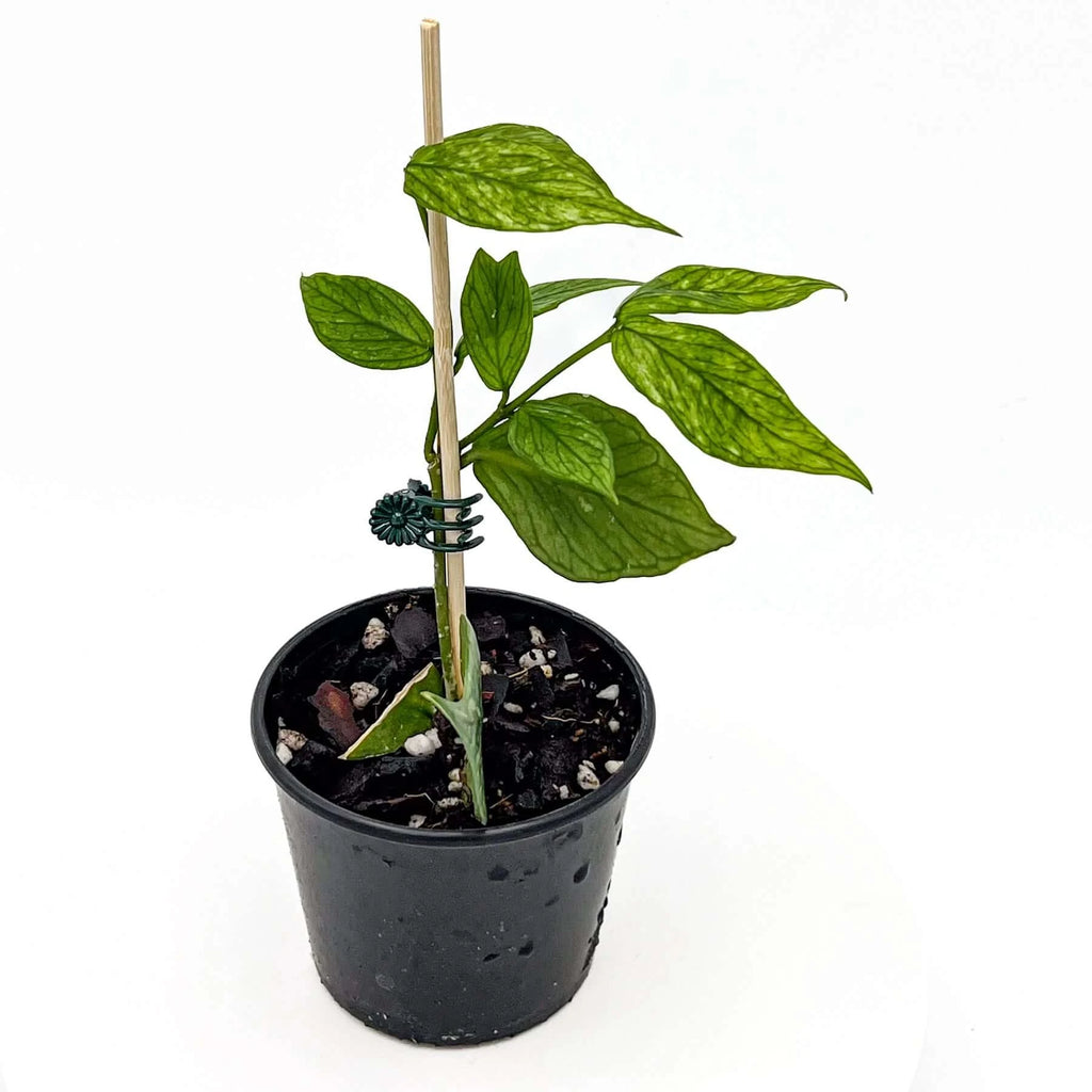 Hoya polyneura 'broget' | Indoor Plant | Chalet Boutique - Australia