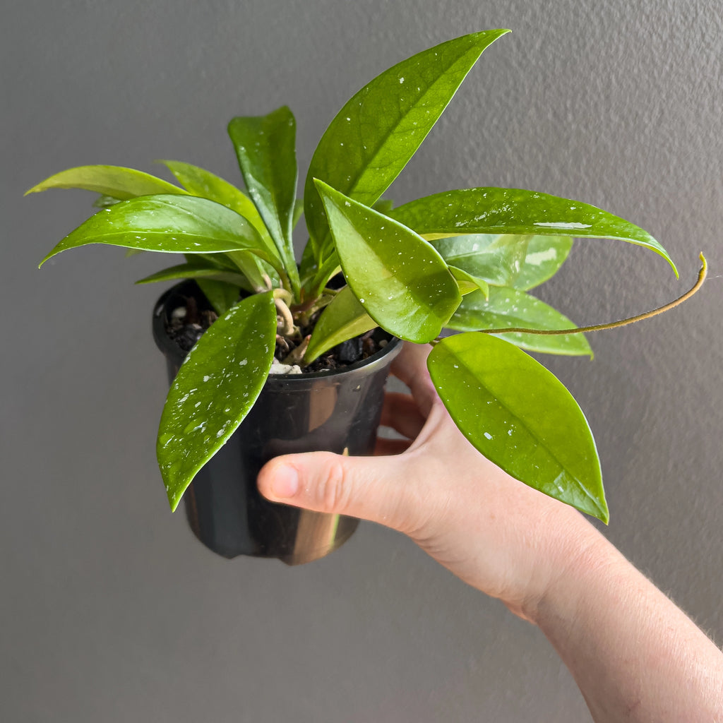Hand holding a Hoya pubicalyx Pink Silver showing long lance shaped leaves with bright silver splash and a smooth glossy surface.