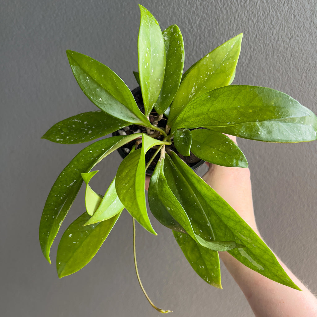 Hoya pubicalyx Pink Silver held close to the camera showing firm textured leaves with bright speckling and a tidy vining habit.
