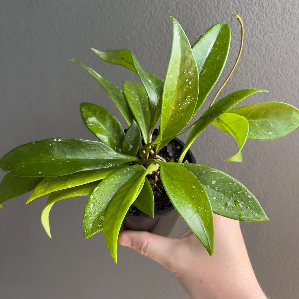 Close view of Hoya pubicalyx Pink Silver in hand highlighting the deep green foliage, scattered silver flecking and slender pointed form.