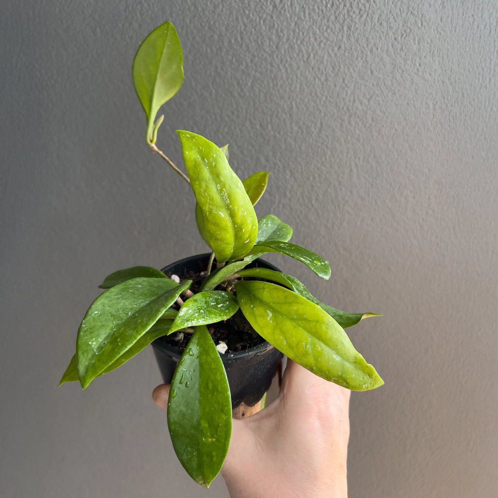 Hand holding a Hoya pubicalyx Pink Silver showing its narrow arching foliage with mottled silver markings under natural light.