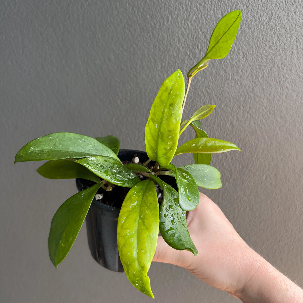 Cluster of Hoya pubicalyx Pink Silver leaves in hand with bold silver splash patterns and a sleek tapered shape.