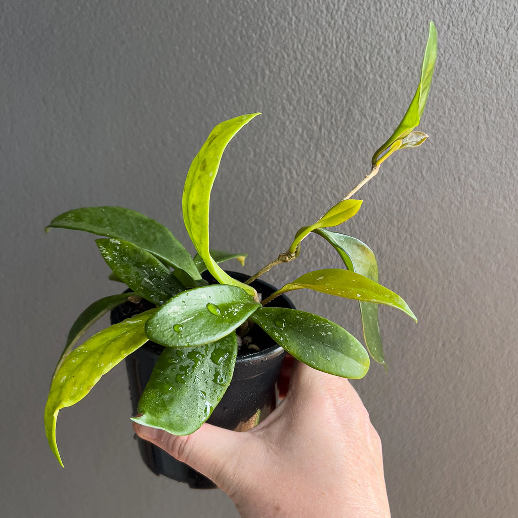 Hoya pubicalyx Pink Silver in a black nursery pot with trailing vines and elongated leaves coated in soft shimmering silver.